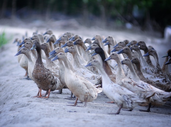 農(nóng)村養(yǎng)殖戶如何低成本有效處理污水，這兩種做法你應(yīng)該知道!